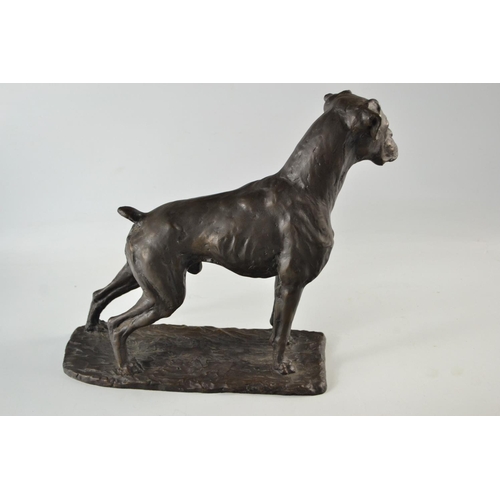 242 - Bronzed model of a Boxer by William Timyn, limited edition no 233/500 with certficate 28cm high 200/... 