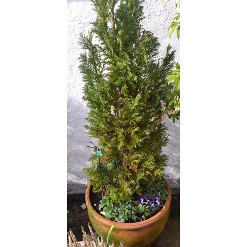 534 - 'The fir tree pot' garden terracotta container H 34cm x D 44cm approx