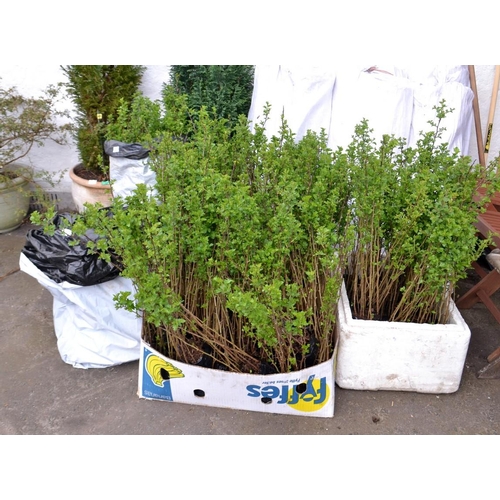 745 - A quality selection of Hawthorne (cell grown) around 50cm height over a thousand and c230 black thor... 