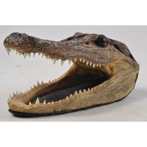 148 - Small CAIMAN taxidermied head - mounted