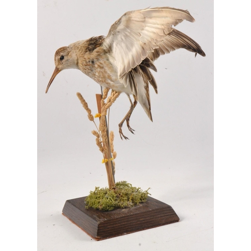 149 - Taxidermied Dunlin shore bird in flight over field