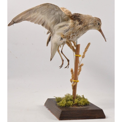 149 - Taxidermied Dunlin shore bird in flight over field