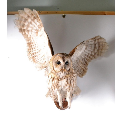 152 - A taxidermied 'Tawny owl in flight' wall hanging bird on a plinth. With animal health certificate