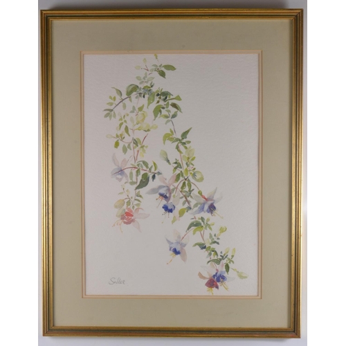 143 - VALERIE SADLER Scottish 'A drift of Fuchsias' original watercolour, signed bottom left