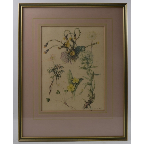 144 - MARY McMURTRIE famous Scottish botanical artist (1902-2003) botanical print of Scottish fauna. Paint... 