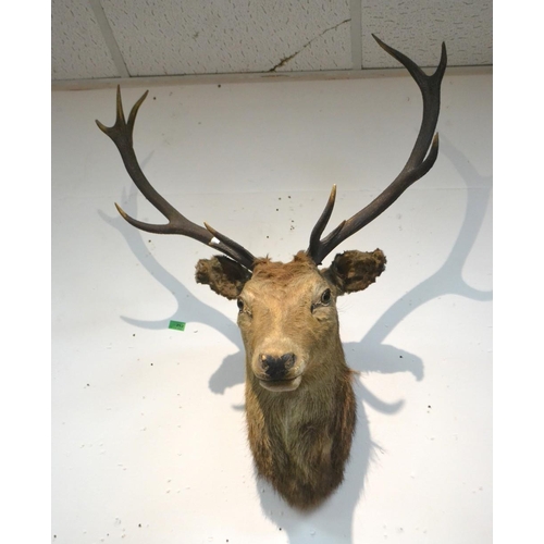 121 - A Victorian c1875 taxidermy in the form of a stags head with 13 points - a nice example! 40cm protr... 