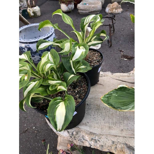 343M - LOCALLY GROWN Healthy potted HOSTAS x2 qty(Great for your herbaceous border like the shade and come... 