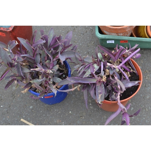 343N - Two purple leaved Tradescantia houseplants ( from cuttings all the way from Yugoslavia in the mid- S... 