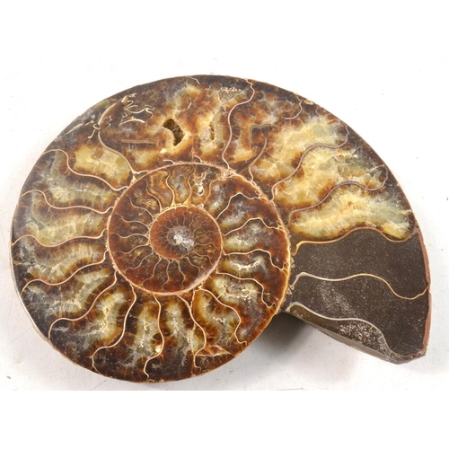 72 - An AMMONITE flat fossil polished 18.5cm length