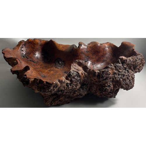 235 - A HUGE PIECE OF BLOOD- WOOD BURL WOOD carved out in a similar shape TO AUSTRALIAS OUTLINE - SIMPLY U... 