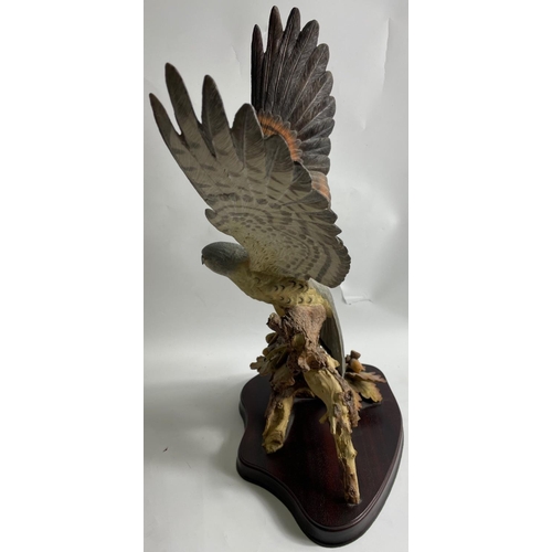 188 - TOP QUALITY! WILDTRACK SCULPTURES large Flying Kestrel by David Ivey No 317 ornament 59cm high x 30c... 