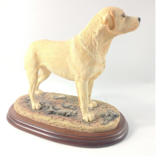 146 - A large BORDER FINE ARTS Labrador dog No A3092 - dimensions 23cm height x 26cm(base length)#173