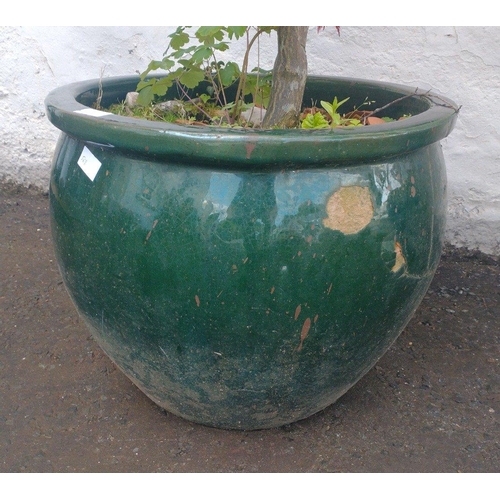 437 - A SUBSTANTIAL green glazed ceramic garden planter including an impressive copper leaved JAPANESE ACE... 