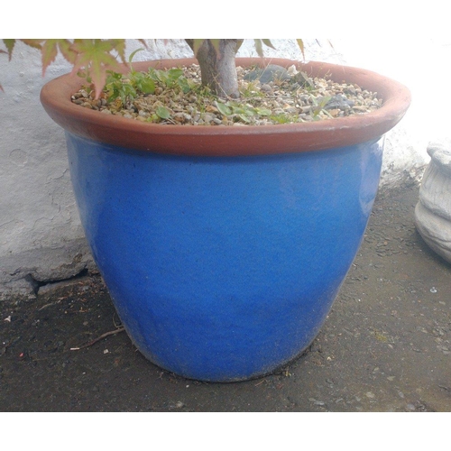 438 - A SUBSTANTIAL blue glazed ceramic garden planter including an impressive green JAPANESE ACER tree pl... 