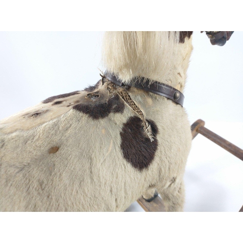 219 - Quite lovely well proportioned late Victorian real hide Rocking Horse.  A real little cutie but is i... 