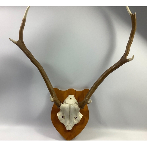 141 - A taxidermy set of 6-pointed deer antlers mounted on a wooden shield approx 30cm long, antlers appro... 