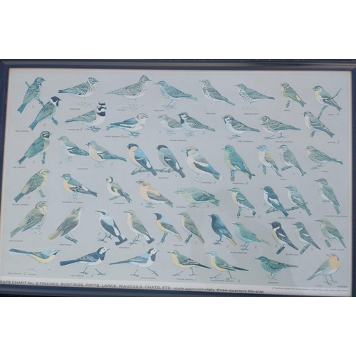 34 - Two large framed RSPB charts (nos 1 and 2) to aid in identifying British birds, frame size 94x61cm a... 