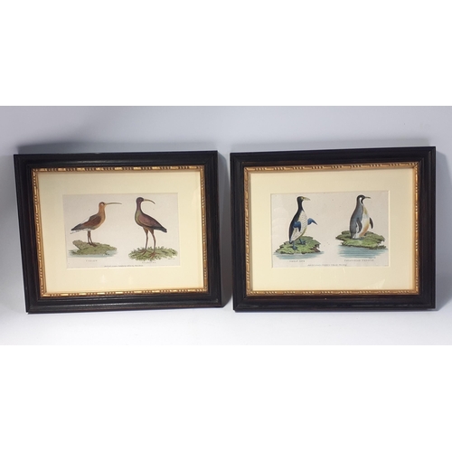 652 - Two 19th century SHAWS ZOOLOGY 19th Century copperplate engravings with later hand colour circa 1810... 