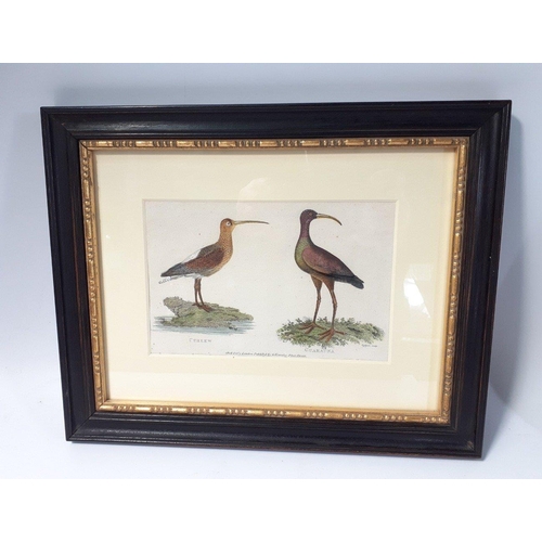 652 - Two 19th century SHAWS ZOOLOGY 19th Century copperplate engravings with later hand colour circa 1810... 