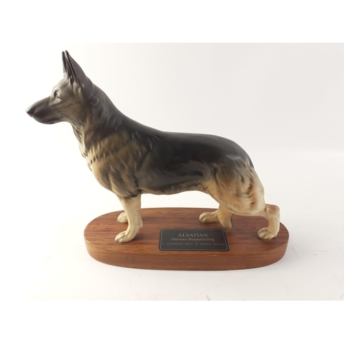 155 - BESWICK Alsatian German Shepherd Dog. A Connoisseur Model by Beswick England on a wooden plinth. 22c... 