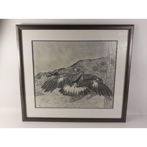 389 - A very well executed charcoal study of a Golden Eagle signed Stef '03.  Total frame size 56cm x 50cm... 