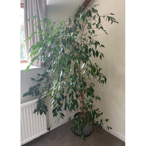 425 - A large FEATURE tall plant - IDEAL for a lonely corner in your house to BRING IT ALIVE AGAIN! - 6ft ... 