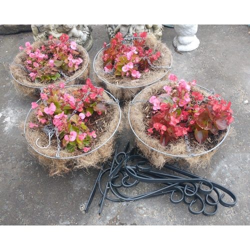 426 - Four hanging baskets & brackets complete with BEAUTIFUL begonias#443