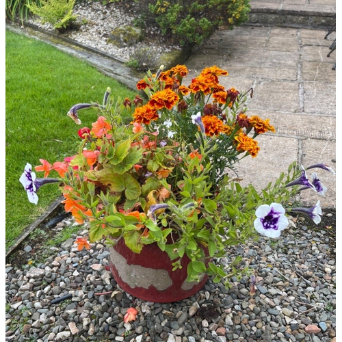 433C - A DELIGHTFUL planted ceramic container to include summer planting marigolds and white petunias etc -... 