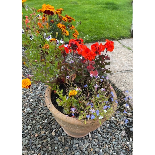 433D - A DELIGHTFUL planted terracotta container to include a red dahlia etc summer planting - 35cm height ... 