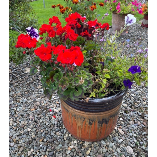 433E - A DELIGHTFUL planted drip-glazed ceramic container to include red geranium and purple petunia summer... 