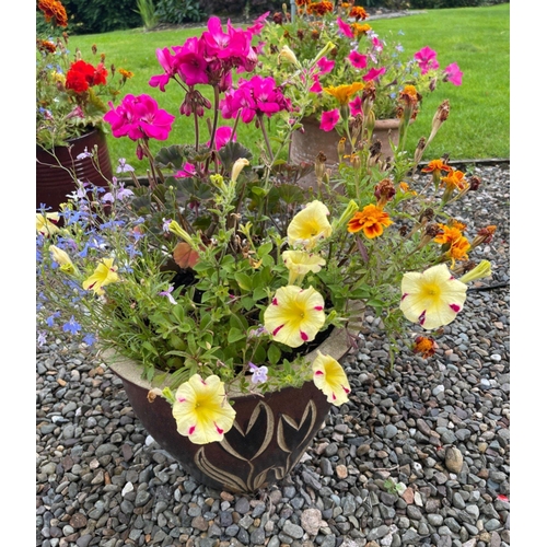 433F - A DELIGHTFUL planted ceramic garden container to include primrose-yellow petunias and pink geraniums... 