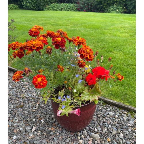 433G - A DELIGHTFUL planted red  drip glazed garden container to include a big bunch of French Marigolds an... 