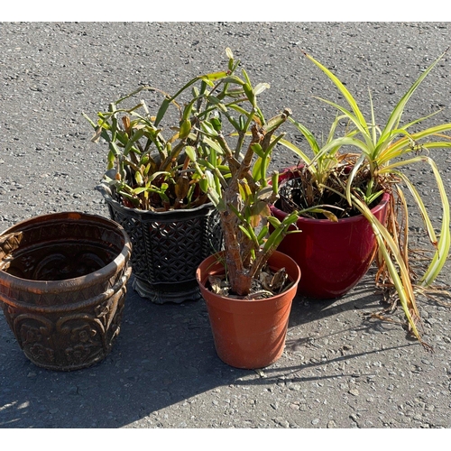 624 - Various HOUSEPLANTS in need of rescuing! - to include a spider plant, in a nice red ceramic pot, not... 