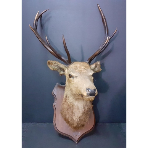 168 - A 10 point Taxidermy Monarch of the Glen - a majestic mounted stag's head - there is damage to part ... 