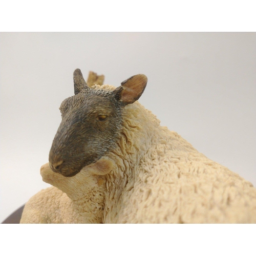 213 - A Sheraton Simpson lovely model of a mother black-face sheep with lamb signed Simpson, dated 1993. R... 