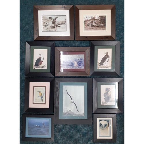 343 - A collection of ten attractive nature prints in nice frames. Includes three by DAVID CUBBIN of Rapto... 