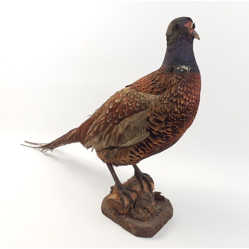 195 - A taxidermy pheasant perched on a log standing 40cm high and approx 70cm from beak to tail.  In good... 