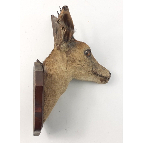 196 - A taxidermy antelope head mounted on a wooden shield. Head measures approx 35cm, shield 22x16cm appr... 