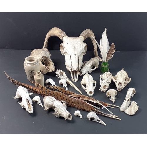 365 - A collection of wild animal skulls including many birds, also an interesting duck skull complete wit... 