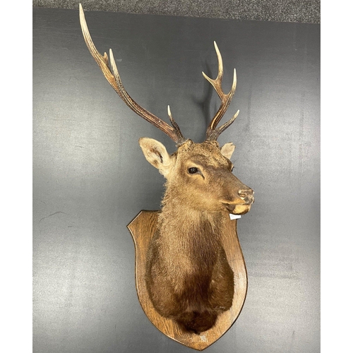 367 - A medium SIKA 6 point deer mounted taxidermy head - NICE QUALITY! - 90cm height from bottom of mount... 