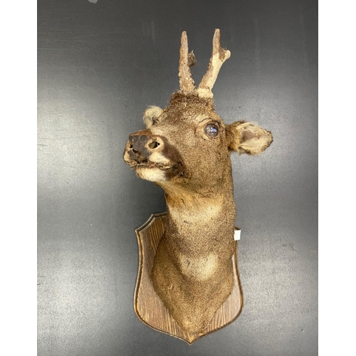 368 - A small DOE 4 point deer mounted taxidermy head - NICE QUALITY! - 56cm height from bottom of mount t... 