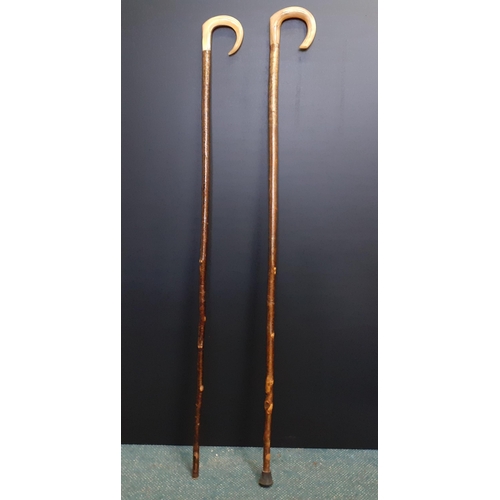 497 - Two handmade Shepherds Crooks from a Scottish Borders Farm both with Rams horn handles and in a good... 