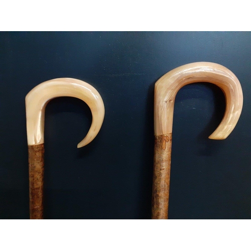 497 - Two handmade Shepherds Crooks from a Scottish Borders Farm both with Rams horn handles and in a good... 