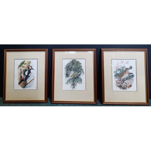 334 - Three beautiful wild bird prints by CF Tunnicliffe - I must stress these prints are of THE HIGHEST Q... 