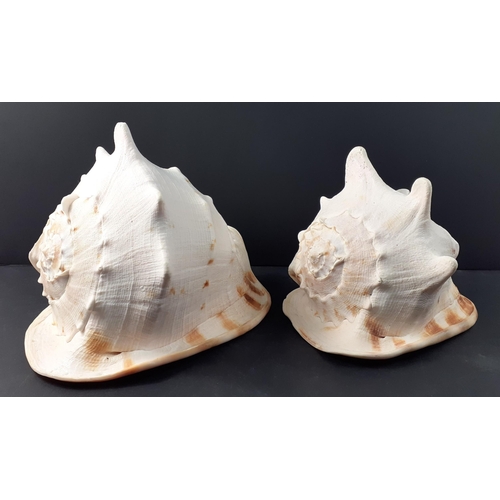 158 - Two beautiful large conch shells 29cm and 25cm. Beautifully patterned and in excellent condition#159... 