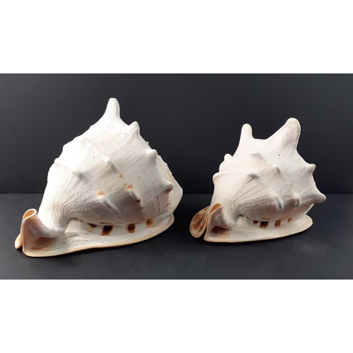 158 - Two beautiful large conch shells 29cm and 25cm. Beautifully patterned and in excellent condition#159... 