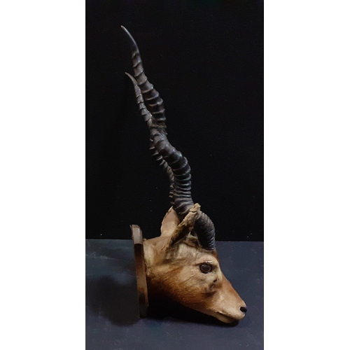 159 - A taxidermy Indian black buck head mounted on a plinth. Horns measure approx 54cm long.  Some slight... 