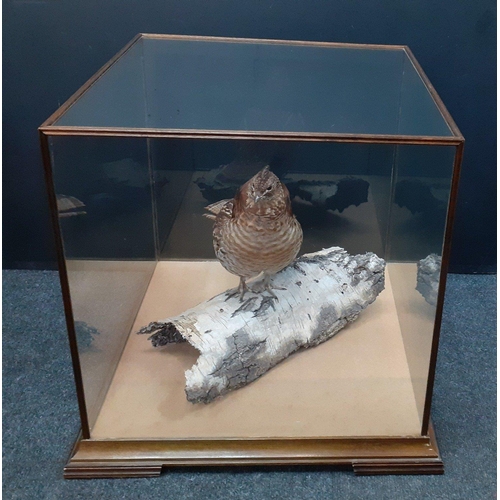 331 - A large taxidermy figure of an AMERICAN ROUGH GROUSE in an antique glass case 51x 51 x 51cm#47