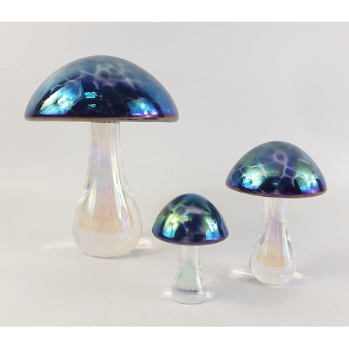 236 - HERON GLASS. A wonderful set of three gorgeous art glass mushrooms. The largest 16cm. All in excelle... 