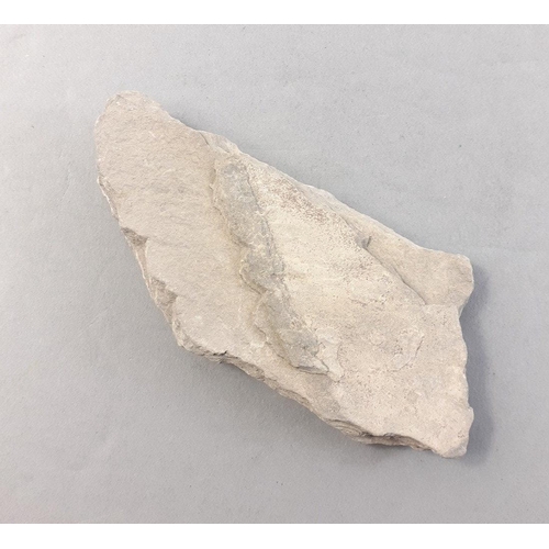 300 - An ancient fossil 4cm long in nice condition#300